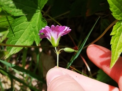 Geranium nodosum