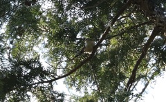 Aegithalos caudatus trivirgatus