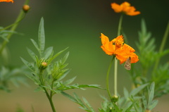 Vehilius stictomenes