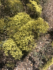 Eriogonum corymbosum