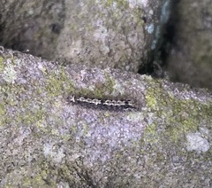 Eilema depressa