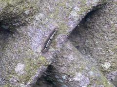 Eilema depressa