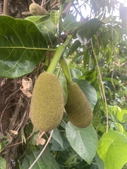 Artocarpus heterophyllus