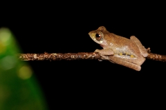 Leptomantis angulirostris