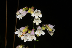 Penstemon digitalis
