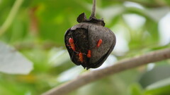 Dysdercus suturellus