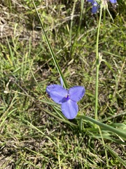Tradescantia ohiensis