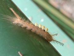 Dasychira chekiangensis