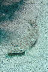 Istigobius decoratus