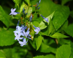 Amsonia tabernaemontana