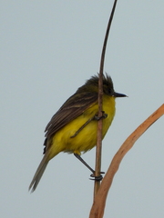 Pseudocolopteryx acutipennis