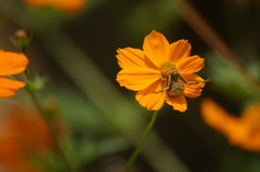 Runcinioides litteratus