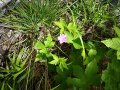 Geranium nodosum