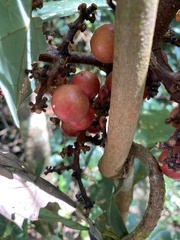 Ficus racemosa