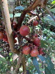 Ficus racemosa