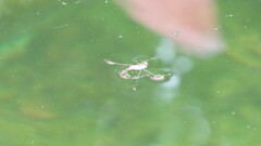 Limnogonus