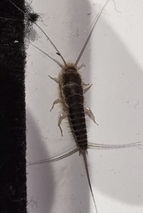 Ctenolepisma longicaudatum