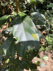 Ficus racemosa