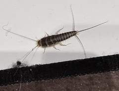 Ctenolepisma longicaudatum