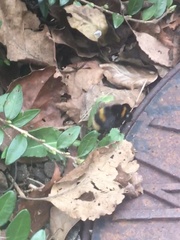 Bombus terrestris