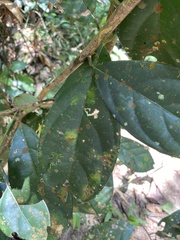 Ficus racemosa