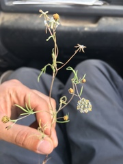 Picradeniopsis multiflora