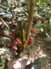 Ficus racemosa