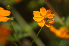 Runcinioides litteratus