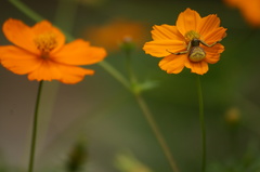 Runcinioides litteratus