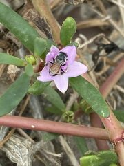 Apis florea