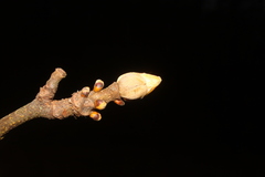 Carya tomentosa
