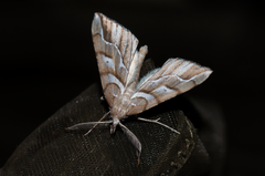 Chalastra aristarcha