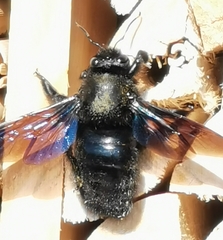 Xylocopa violacea