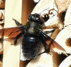Xylocopa violacea