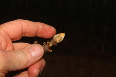 Carya tomentosa