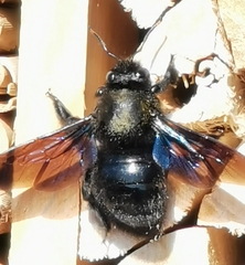 Xylocopa violacea