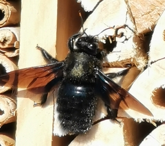 Xylocopa violacea
