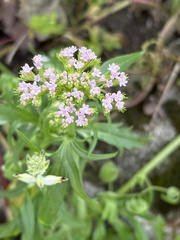 Centranthus