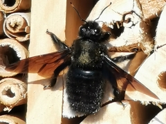 Xylocopa violacea