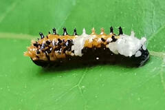 Papilio clytia