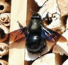 Xylocopa violacea