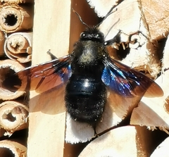 Xylocopa violacea