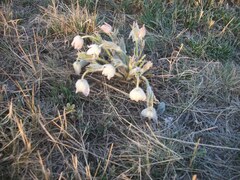 Pulsatilla