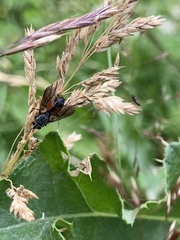 Eriothrix rufomaculata