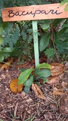 Garcinia macrophylla