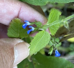 Salvia misella