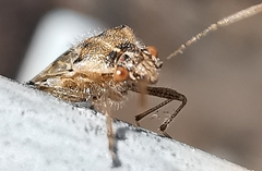 Liorhyssus hyalinus