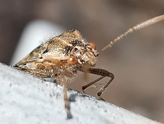 Liorhyssus hyalinus