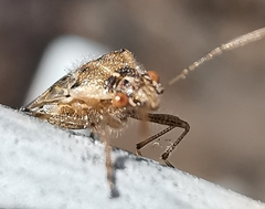 Liorhyssus hyalinus
