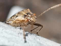 Liorhyssus hyalinus